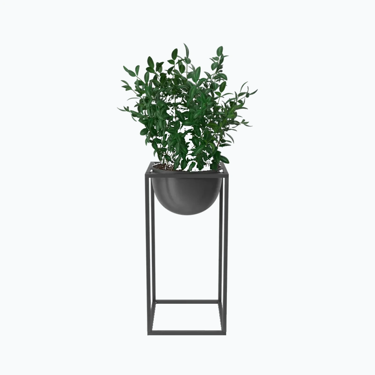House Showpiece Plant