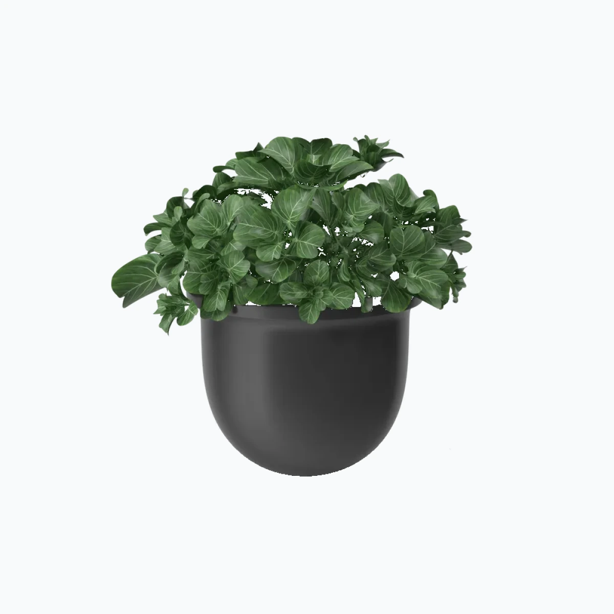 Plant Pot